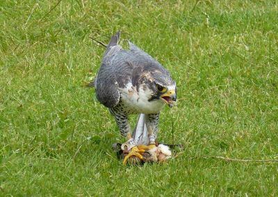 Peregrine Falcon eating