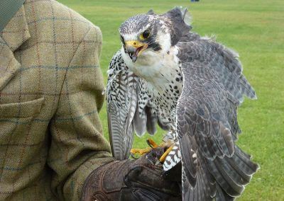falconry display