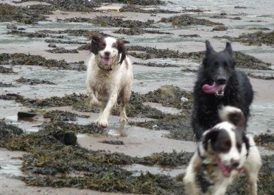 happy springer spaniel