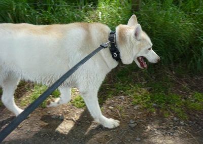 Husky on lead