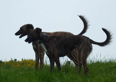 lurchers on grass