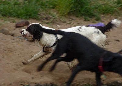 max the springer