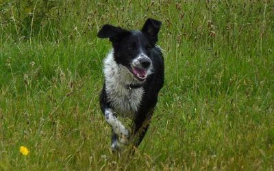 Molly loves to run! molly the sprollie dog