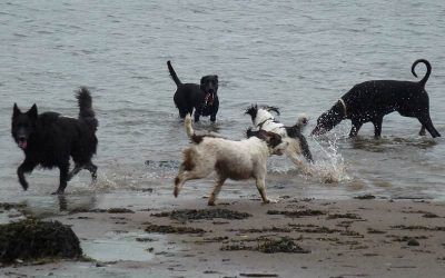 The team leave the car and race to the beach! The dog team!
