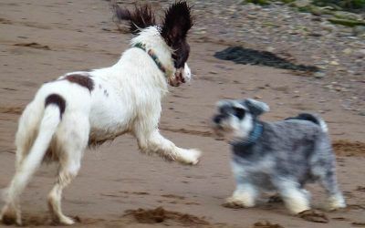 springer spaniel miniature schnauzer playing