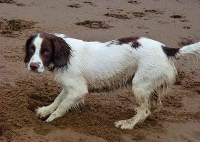 dog digging a hole