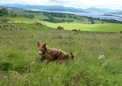 Ruby on a Langbank hill