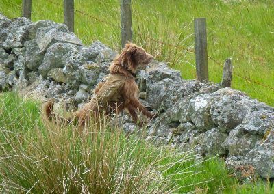 Dog peering over a wall