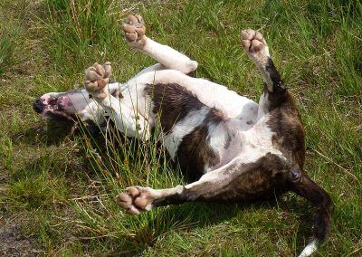 Wilfred enjoying a back rub on the grass