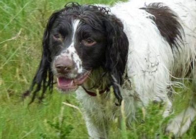 Charlie the springer spaniel