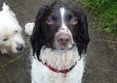charlie the springer spaniel