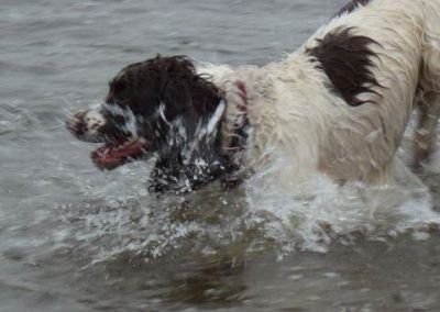 Charlie the springer spaniel