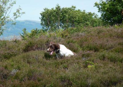 dog bouncing through heather