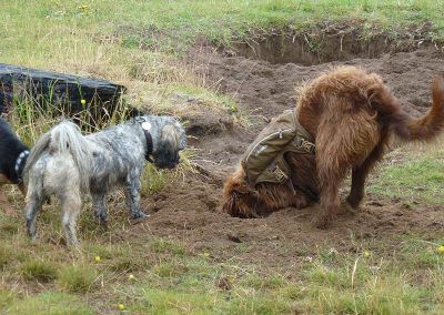 dog digging a hole