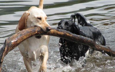 Hugo finds a big stick in the River Clyde happy dogs