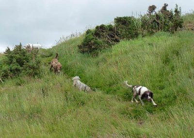 dogs coming down hill