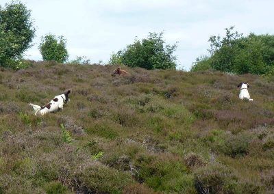 dogs finding ball in heather