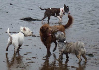 dogs walking in erskine