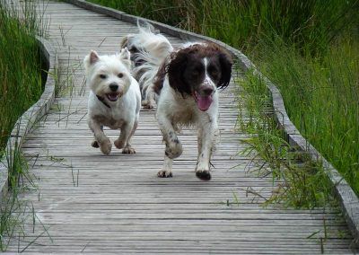 dogs running on foot bridge