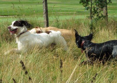 dogs running through grass