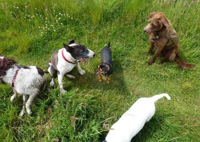 dogs sitting for a treat
