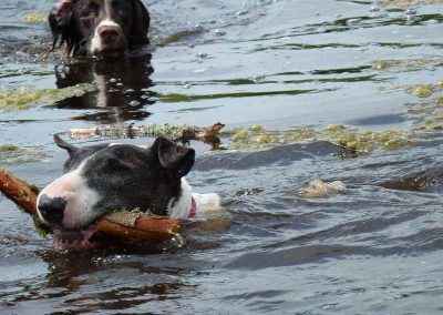 dogs swimming in langbank lake