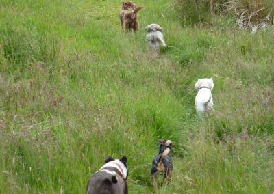 dogs walking in a line