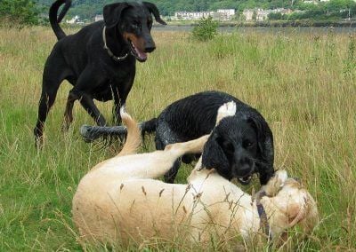 dogs wanting to play