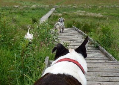 Wilf watches the others cross the bridge!