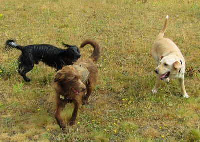 happy dogs