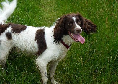 happy springer spaniel