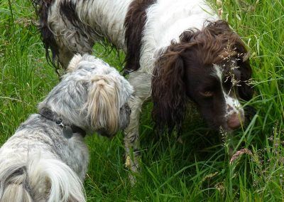 Ruffles and Charlie!