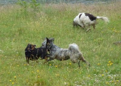 small dogs playing