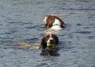 spaniels swimming