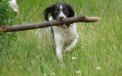 Charlie finds a large stick! Springer Spaniel with large stick