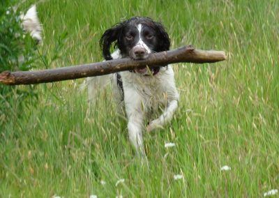 Springer Spaniel with large stick