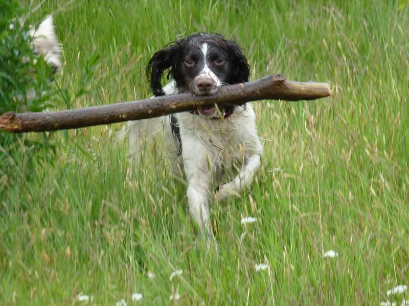 Springer Spaniel with large stick