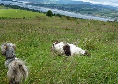 view from top of langbank