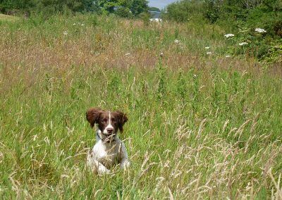Springerbouncing through the long grass!