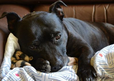 sleeping staffordshire bull terrier