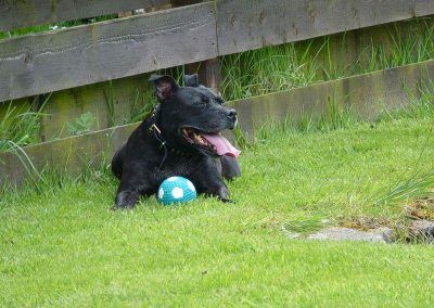 dog boarding Staffordshire bull terrier
