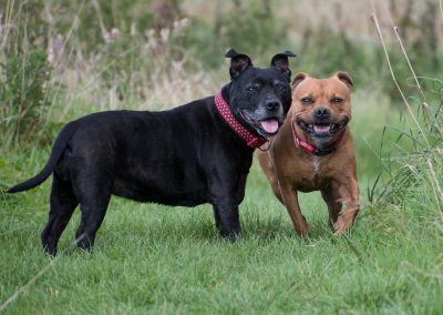 two staffies