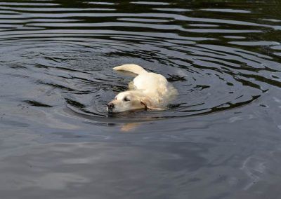 Bonnie the labrador goes for a swim