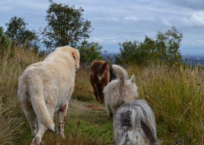 Dog walking in langbank
