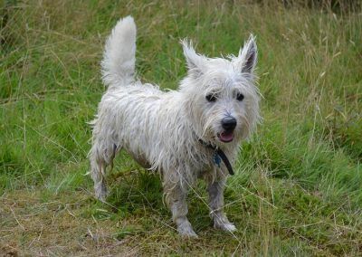 Jack the West Highland Terrier!