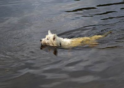 Jack swimming in lake