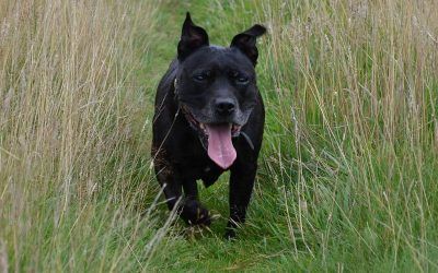 Stella in Langbank dog walking in langbank