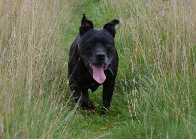 dog walking in langbank