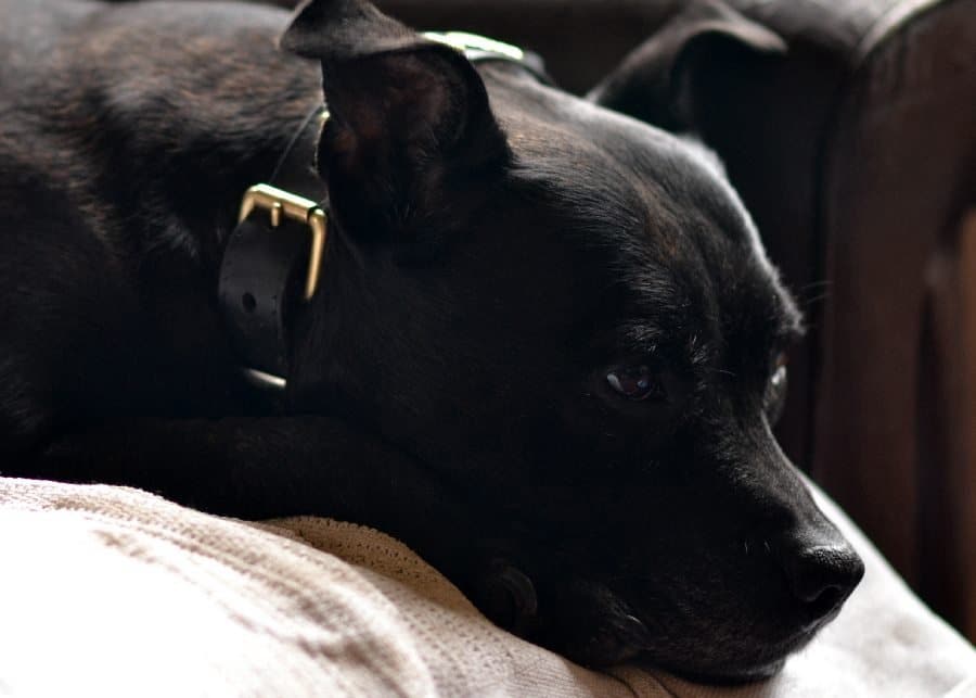 black staffordshire bull terrier