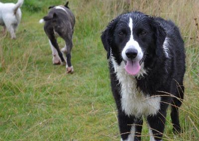 border collie